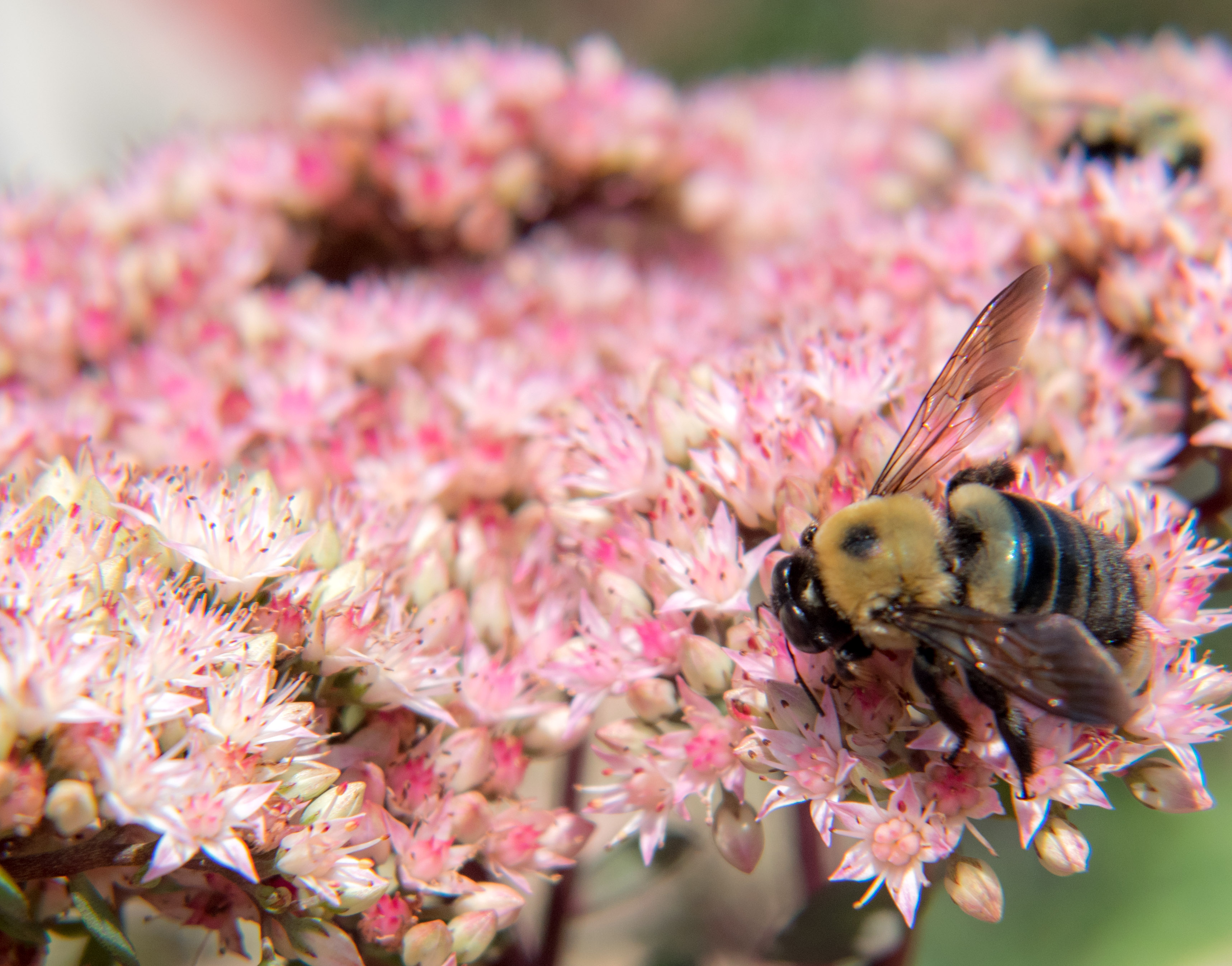 Bee
